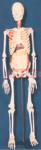 BONECOLOUR SKELETON, WITH INNER ORGANS & STAND